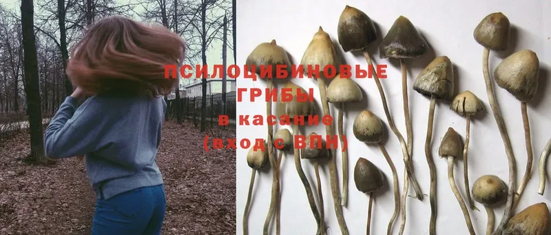 Галлюциногенные грибы Magic Shrooms  kraken вход  Черногорск  наркошоп 