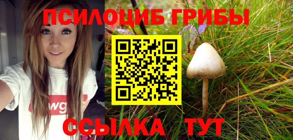 Черногорск  Галлюциногенные грибы Psilocybe  как найти   Вход с VPN 